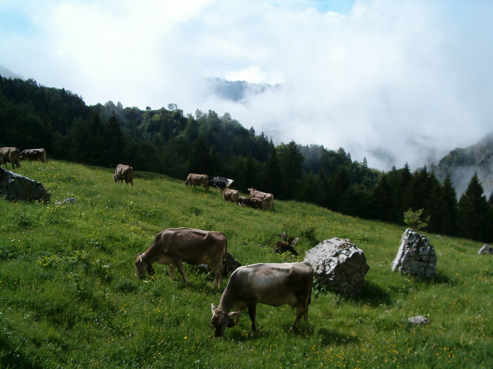Prati e pascoli di Tremosine
